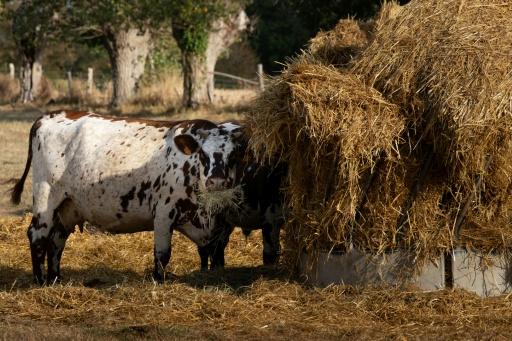 Une vache mange du foin, à Heudreville-en-Lieuvin, dans l'Eure, le 21 août 2026 — JOEL SAGET / AFP