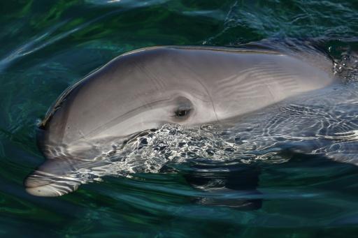 Bird flu detected in dead dolphin in South Australia