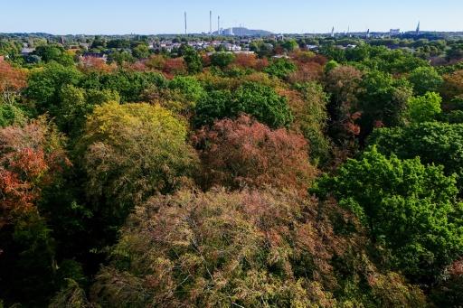 Many beech trees have turned yellow and brown in a forest near Gladbeck, western Germany following soaring summer temperatures and low rainfall — Ina FASSBENDER / AFP