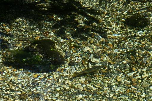 Truites et saumons, trésors des rivières crayeuses anglaises menacés par le réchauffement climatique