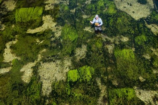 Bob Wellard, directeur de la Piscatorial Society, pêche à la mouche le 25 août 2026 dans la rivière Itchen, en Angleterre — Justin TALLIS / AFP