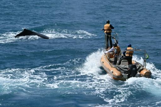 Une équipe de chercheurs de l'Institut de la baleine à bosse, à bord d'un bateau pneumatique, recherche des baleines afin de collecter du matériel génétique dans l'archipel d'Abrolhos, dans l'État de Bahia, au Brésil, le 19 août 2026. — Evaristo Sa / AFP