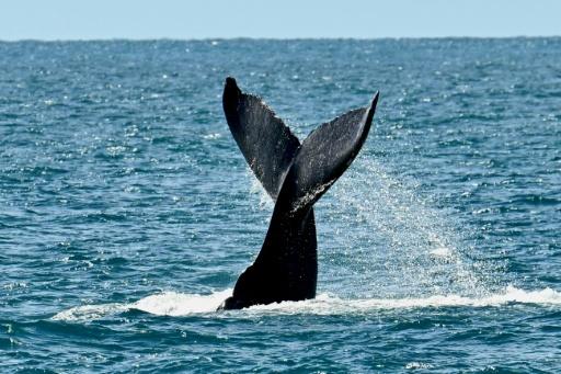 La queue d'une baleine à bosse (Megaptera novaeangliae) est photographiée dans l'archipel des Abrolhos, dans l'État de Bahia, au Brésil, le 19 août 2026. — Evaristo Sa / AFP