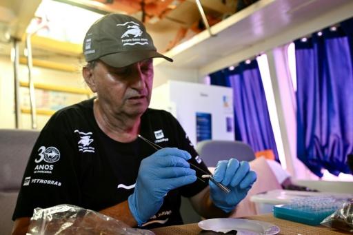 Milton Marcondes, investigador del Instituto Baleia Jubarte, procesa material genético de una ballena jorobada en el catamarán científico en el archipiélago de Abrolhos, estado de Bahía, Brasil, el 19 de agosto de 2026 — Evaristo Sa / AFP