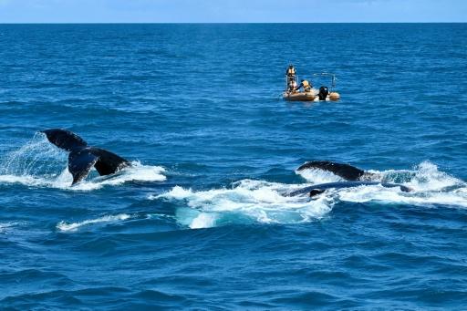 Un equipo de investigadores del Instituto Baleia Jubarte, a bordo de una lancha neumática, se aproxima a una ballena para recolectar material genético en el archipiélago de Abrolhos, estado de Bahía, Brasil, el 19 de agosto de 2026 — Evaristo Sa / AFP