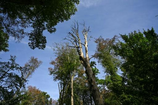 Allemagne : nouveau record de décès liés à la chaleur cet été, environ 15.800 morts