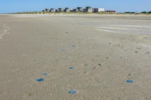 Quallenplage in Frankreich führt erneut zu Atomreaktor-Abschaltung