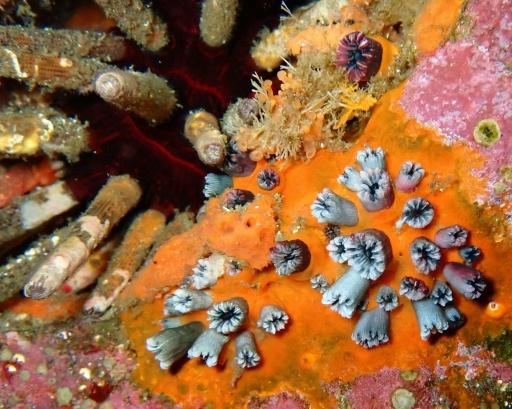 L'étude des coraux montre qu'El Niño s'intensifie avec le réchauffement climatique