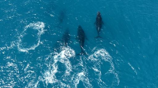 Once a legend, humpback whales make comeback in Brazil