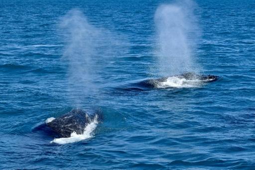 A pattern of white markings against the black of a humpback's tail is its fingerprint -- a unique pattern that allows researchers to identify individual whales from photographs — Evaristo Sa / AFP