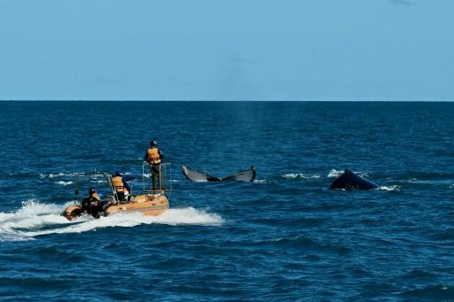Wearing a life jacket and helmet, and armed with a crossbow, biologist Fabio Fontes pursues the group of males in a small boat who are competing to mate with a female — Evaristo Sa / AFP