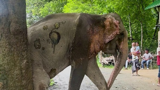 Flood-rescued elephant Joymoti taken to Vantara zoo for treatment