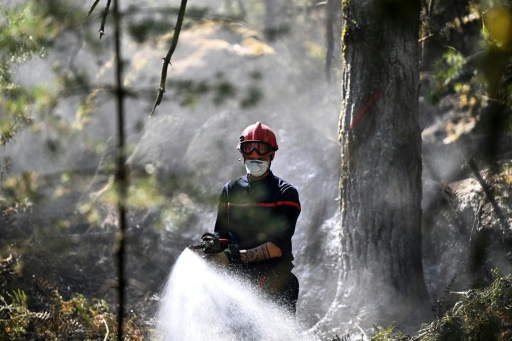 Reprise de feu en forêt de Fontainebleau, 6 hectares brûlés