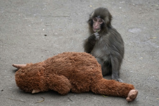 Sensação na internet, macaco Punch comemora seu primeiro aniversário