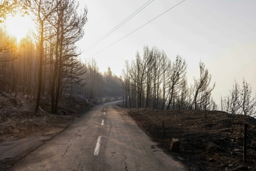 Firefighters were often outpaced by the blazes overnight — MIROSLAV LELAS / AFP