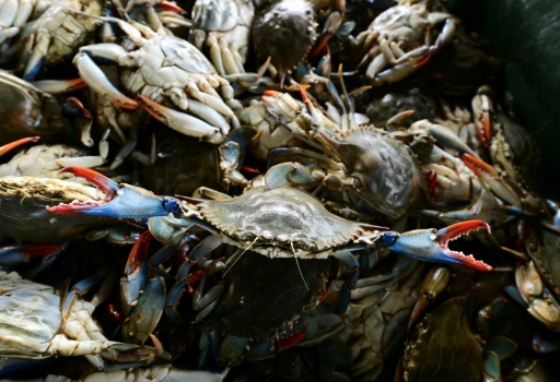 Italian scientists bet on octopus to fight crab invasion