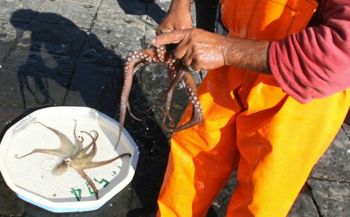 Scientists hope the 'Octo-Blu' project will grow the population of octopuses -- to prey upon the blue crabs — MARIO LAPORTA / AFP