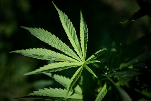 Cannabisplantage mit fast 650 Pflanzen in Sachsen-Anhalt entdeckt - zwei Festnahmen