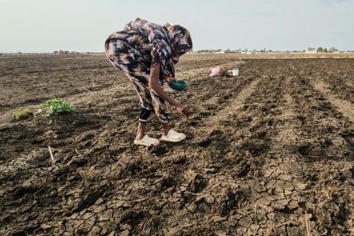 Sudan farms lie barren as El Nino leaves Nile banks dry