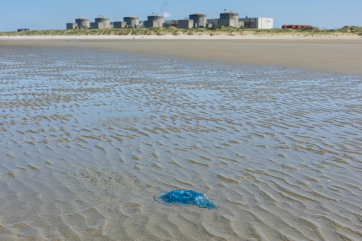 Une méduse sur la plage devant la centrale nucléaire de Gravelines, dans le Nord, le 11 août 2026 — Sameer Al-DOUMY / AFP
