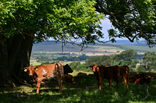Cows shelter in the shade of some trees on the estate, home to an array of animals and plants — Andy BUCHANAN / AFP