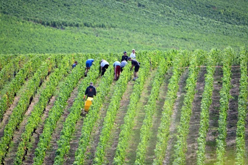 Champagne: les dates d'ouverture des vendanges publiées, précocité record