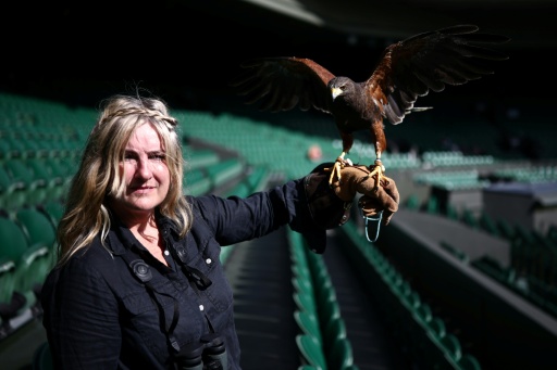 Rufus, le rapace star qui protège le gazon de Wimbledon