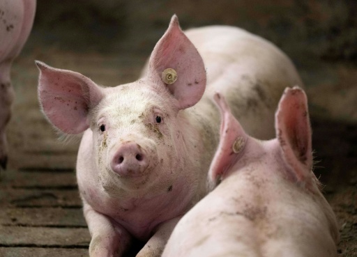 Mehr als tausend Schweine bei Stallbrand in Bayern verendet