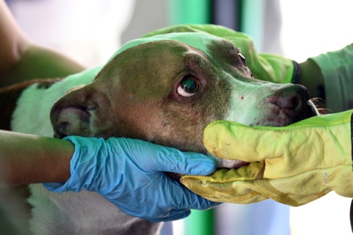 Un chien sorti des décombres après le séisme en Colombie est soigné, à Cali, le 13 août 2026 — Raul ARBOLEDA / AFP
