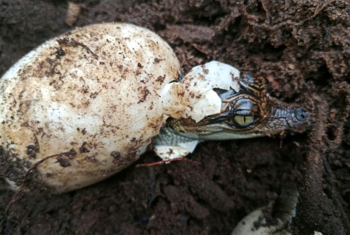Hitzesommer: Krokodilbabys schlüpfen in französischem Zoo von selbst