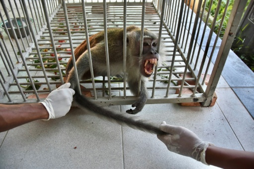 - Macaque -