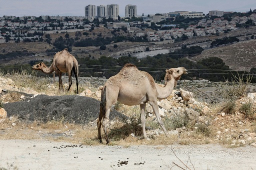 Reino Unido convoca diplomata de Israel por projeto de assentamento
