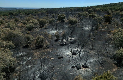 Un terreno quemado por los incendios forestales en el área de Camino de Navahonda, cerca de la localidad madrileña de Robledo de Chavela, a unos 60 kilómetros al oeste de Madrid, en una imagen del 27 de julio de 2026 — Óscar del Pozo / AFP