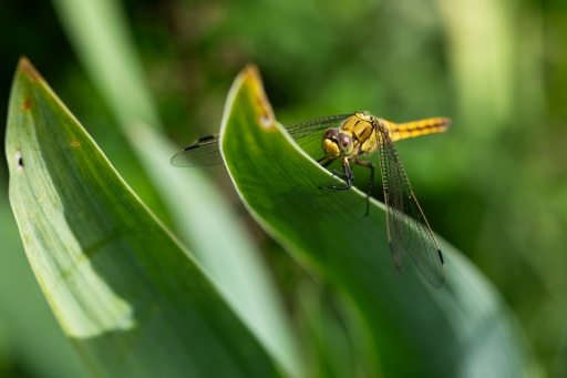Eine Libelle ruht in  einem Park im Osten von Paris auf einem Blatt. — Martin LELIEVRE / AFP