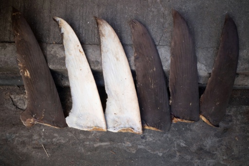 (ARCHIVO) Aletas de tiburón tendidas a secar a lo largo de una calle del barrio de Sheung Wan, en Hong Kong el 12 de noviembre de 2021 — Bertha WANG / AFP