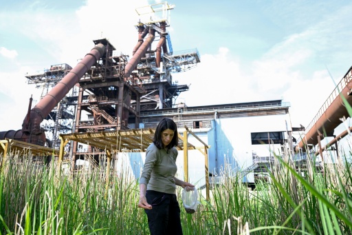 A Uckange, les plantes au secours des sites industriels pollués