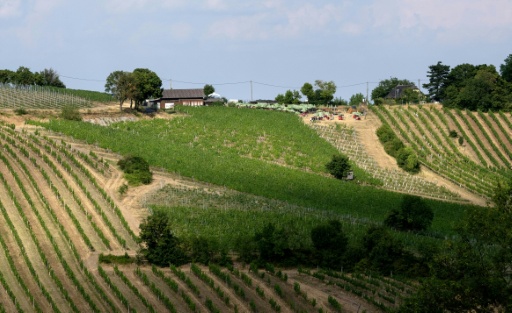 Vienna's venerable vineyard taverns forced to move with the times