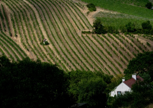Vienna's vine-laden outskirts have fallen prey to the appetites of real estate developers — Joe Klamar / AFP
