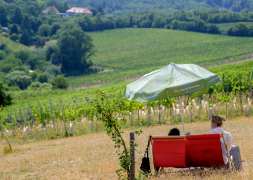 The taverns in the vineyard-lined hills are a beloved Viennese institution — Joe Klamar / AFP