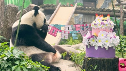 Panda gigante Katyusha, nascida em Moscou, completa três anos