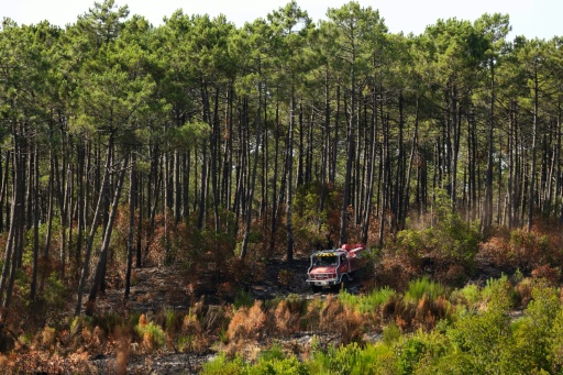 Un camion de pompiers dans la forêt du Grand Crohot, à Lège-Cap-Ferret, en Gironde, le 1er août 2026 — ROMAIN PERROCHEAU / AFP