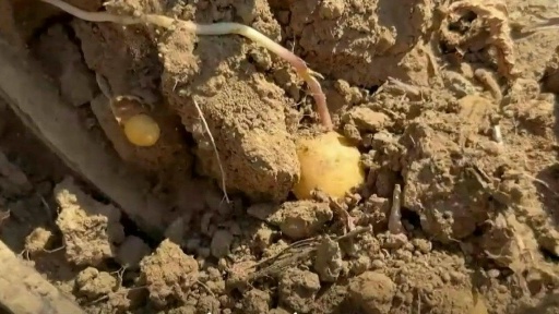 Trop petites pour être des frites: les patates belges souffrent de la sécheresse