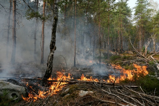 Un incendie dans la forêt de Fontainebleau, le 14 juillet 2026 à Noisy-sur-Ecole, en Seine-et-Marne — Dimitar DILKOFF / AFP