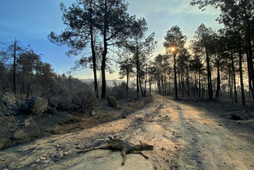 A young deer lay burned and dead — Roland LLOYD PARRY / AFP