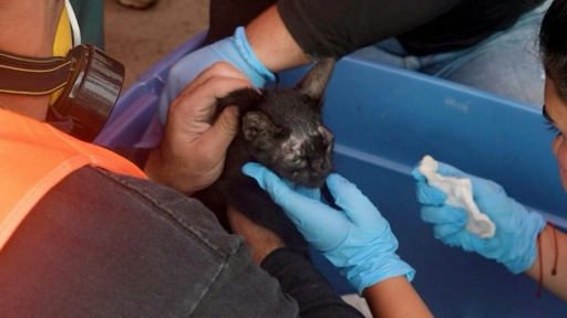 Animais resgatados após terremotos na Venezuela aguardam tutores