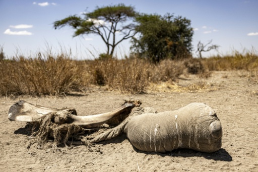 'How many will die?': the mysterious ailment killing Kenyan elephants