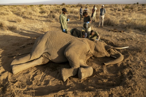 The mystery affliction has killed at least 19 elephants, mostly females or young males, since June in Kenya — SIMON MAINA / AFP