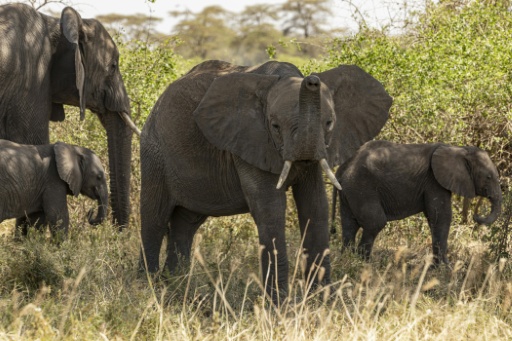 Elephant herds have made Amboseli -- overlooked by Africa's highest peak, Mount Kilimanjaro in Tanzania -- a lucrative tourist hotspot — SIMON MAINA / AFP
