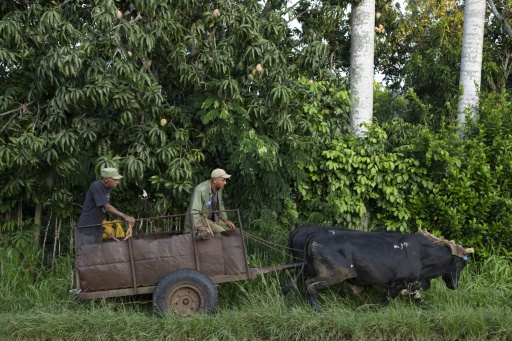 Del tractor al buey: el campo cubano se adapta a la falta de combustible