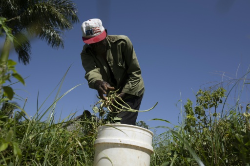 Un agricultor trabaja en la finca agroturística La Burgambilia, en Caimito, provincia de Artemisa, Cuba, el 25 de junio de 2026. — Pablo PORCIUNCULA / AFP